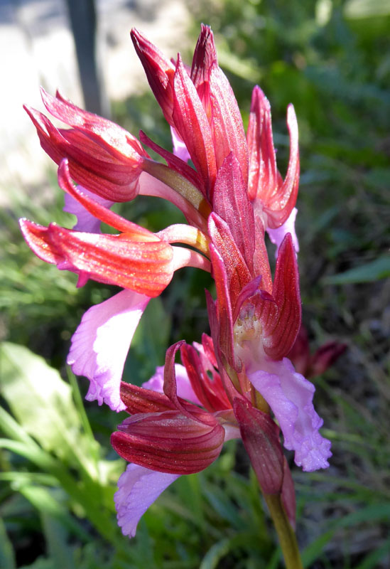 Anacamptis papilionacea ( e Anacamptis x gennarii)